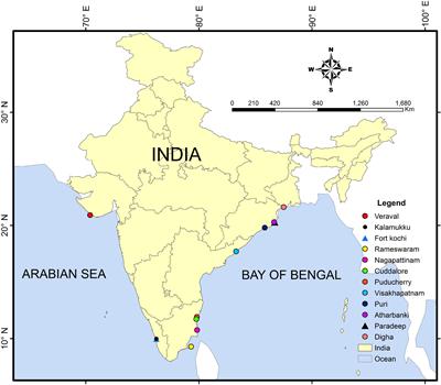 Postulating the Modality of Integrative Taxonomy in Describing the Cryptic Congener Pampus griseus (Cuvier) and Systematics of the Genus Pampus (Perciformes: Stromateidae)